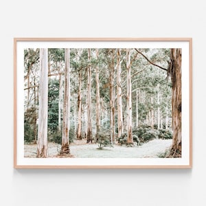 Australian Photography | Bush Clearing | Native | Forest Wall Art | Outback | Aussie | Tree | Bark | Leaves | Modern Framed Print or Poster