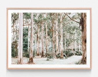 May include: A photograph of a forest with tall, slender trees with white bark. The trees are in a line, and the light is coming through the leaves, creating a dappled effect on the ground.