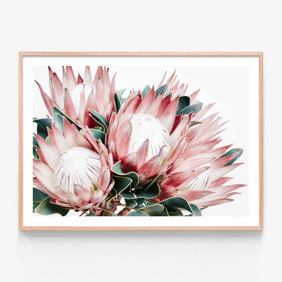 【正規品質保証】 | Cluster Protea | Print Protea Flower Art Wall Photography 絵画