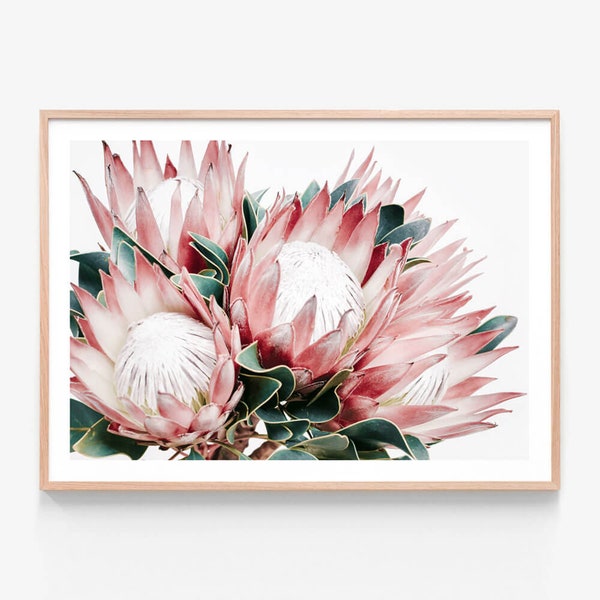 Protea Print | Protea Cluster | Flower Photography Wall Art | Australian Native | Floral Framed Print or Poster