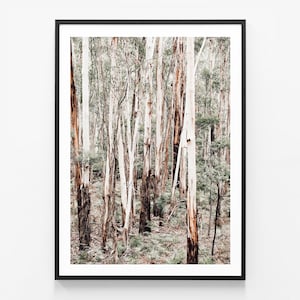 Native Australian Flora Framed Prints and Posters | Otway Forest | Peaceful | Calm | Great Ocean Road | National Park | Nature Region | Art