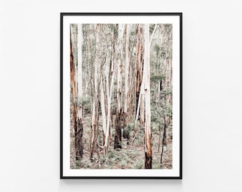 May include: A photograph of a forest with tall, white, and brown trees. The trees are mostly bare, with some green leaves at the top. The ground is covered in brown leaves and green moss.