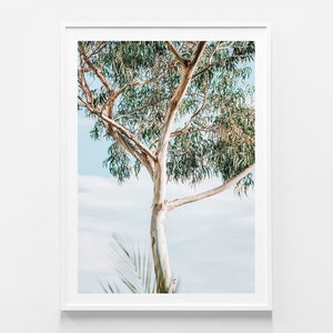 May include: A tall, slender tree with white bark and green leaves against a blue sky. The tree is in focus, while the sky is slightly blurred.