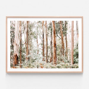 Australian Photography | Otways | Native | Forest Wall Art | Gum | Trees | Aussie | Bark | Modern Framed Print or Poster