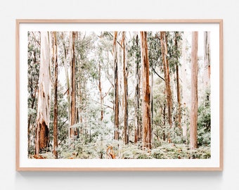 May include: A photograph of a forest with tall, slender trees. The trees are mostly brown and white with some green foliage. The forest floor is covered in green ferns and other plants.