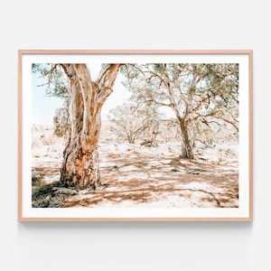 Australian Native Photography | Outback Oasis | Bush | Wall Art | Gum | Trees | Shade | Aussie | Leaves | Modern Framed Print or Poster