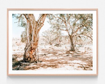 Puede incluir: Una fotografía de dos árboles con ramas desnudas en un paisaje desértico. Los árboles están en primer plano y el desierto en el fondo. Los árboles están silueteados contra el cielo brillante.