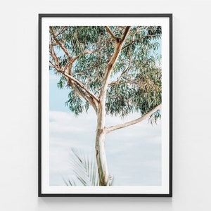 May include: A photograph of a tall, slender tree with a white bark and green leaves against a blue sky. The tree is in focus, while the sky is slightly blurred.