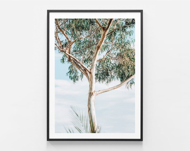 May include: A photograph of a tall, slender tree with a white bark and green leaves against a blue sky. The tree is in focus, while the sky is slightly blurred.