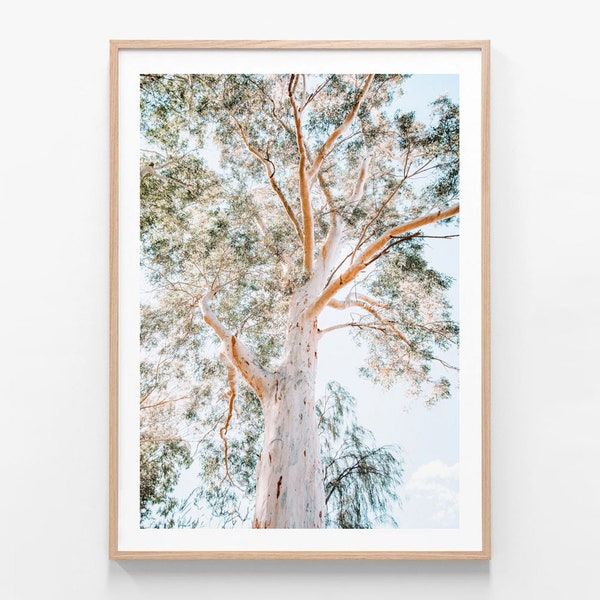 Australian Native Photography | Majestic Gum | Bush | Forest Wall Art | Outback | Aussie | Tree | Leaves | Modern Framed Print or Poster