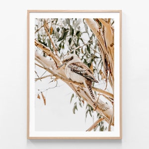May include: A brown and white kookaburra bird perched on a branch of a tree with green leaves. The bird is looking down and has its wings folded. The background is a light blue sky.