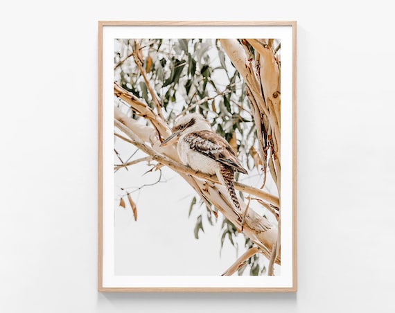 Australian Native Bird Wall Art | Kookaburra | Framed Print or Poster | Gum Tree | Bush | Aussie | Natural Outback | Decor | Gum Leaves