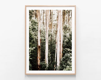 May include: A photograph of a forest with tall, slender trees. The trees have white bark with brown markings and are surrounded by green foliage.
