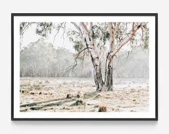 Rural Australia Wall Art | Eucalyptus Plain | Gum Tree | Country Property | Outback Photography Framed Print or Poster | Aussie Bush Forest