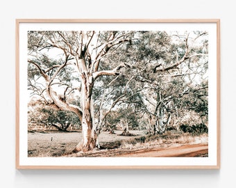 May include: A photograph of a group of trees with white bark and branches, set against a light brown background. The trees are in a field with a dirt road in the foreground.