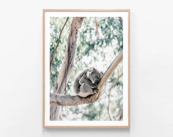 Australian Native Photography | Sleepy Koala | Sleeping | Gum | Tree | Bush | Aussie | Outback | Modern Wall Art | Framed Print or Poster