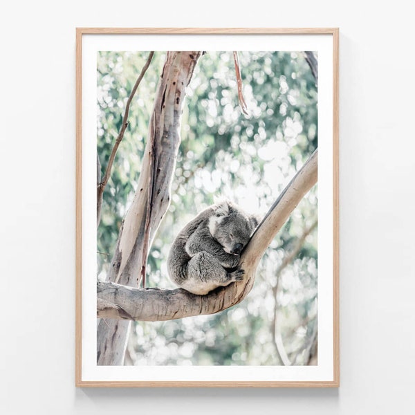 Australian Native Photography | Sleepy Koala | Sleeping | Gum | Tree | Bush | Aussie | Outback | Modern Wall Art | Framed Print or Poster