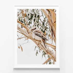 May include: A brown and white kookaburra bird perched on a branch of a tree with green leaves. The bird is looking to the left of the image.