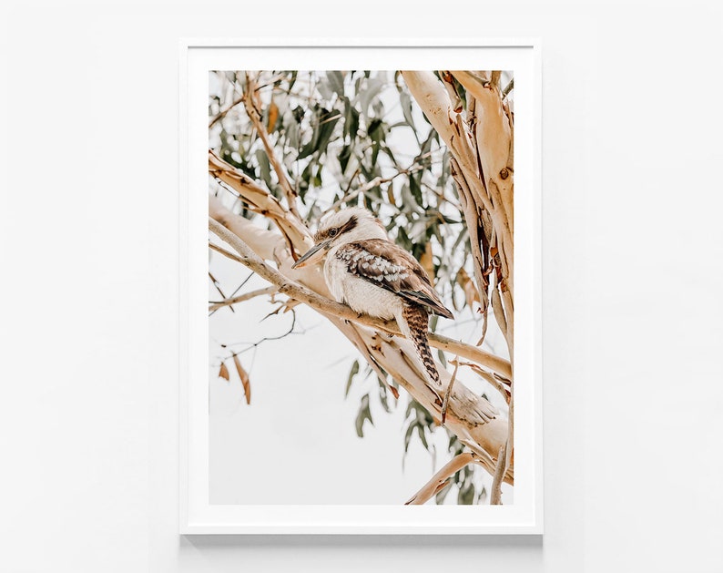 May include: A brown and white kookaburra bird perched on a branch of a tree with green leaves. The bird is looking to the left of the image.