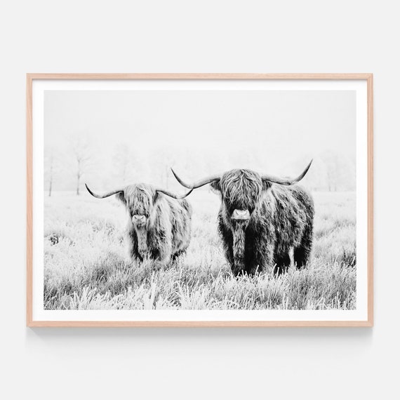 Highland Cow Print Black White Photographic Wall Art - Scottish Highland Cow Framed Picture Highland Cow Print Black White Photographic Wall Art - Scottish Highland Cow Framed Picture