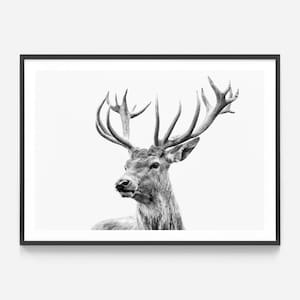 May include: A black and white photograph of a deer with large antlers. The deer is looking to the left of the frame and its head is tilted slightly. The background is a plain white.