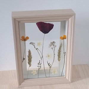 Herbarium frame of pressed dried flowers / Poppy / Wildflowers