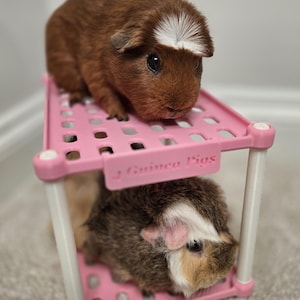 Guinea Pigs and Small Pets bed!