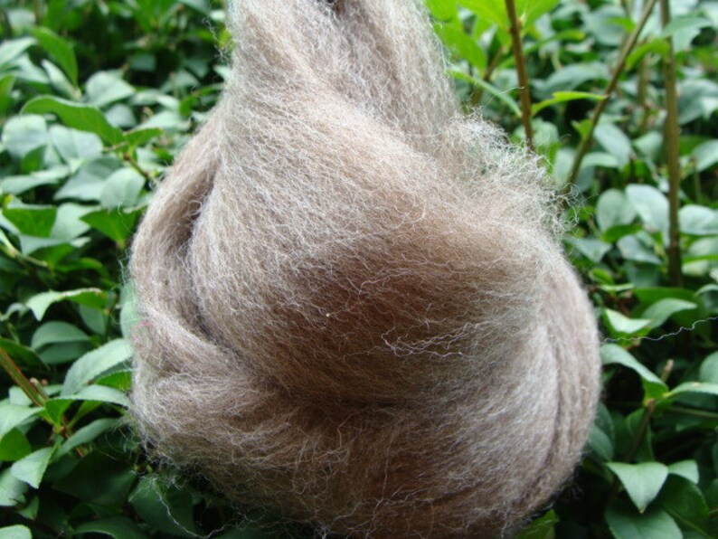 Dorper Sheep Wool Roving 4 Ounces Etsy