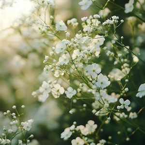 Baby’s Breath Flower Seeds – 100/200/500 Seeds | White Gypsophila Elegans | Wedding Bouquet Flowers | Easy to Grow Annual Blooms