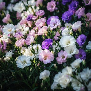 Lisianthus Flower Seeds Mix | 100/200/500 Elegant Blooms | Rare Cut Flower Garden Seeds
