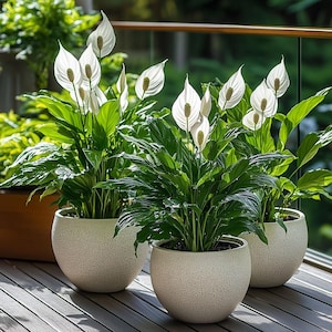 Sementes de Lírio da Paz | Planta purificadora de ar para ambientes internos com flores brancas | Fácil cultivo em ambientes com pouca luz para casa ou escritório