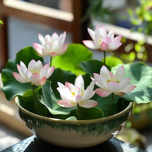 Semi di loto in mini ciotola / Confezione da 10/20/50 / Fiore acquatico per patio o laghetto
