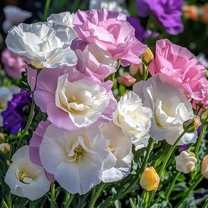 Color Blend Eustoma Seeds – Elegant Lisianthus for Garden Beds, Arrangements & Long-Lasting Cut Flowers