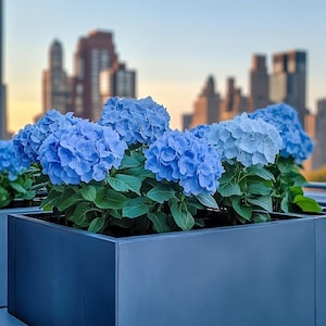 Vibrant Blue Hydrangea Seeds – Classic Blooms for Containers & Landscapes