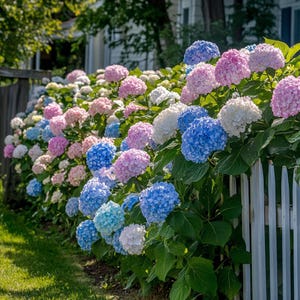 Hydrangea Flower Seeds | 50/100/200 Seeds | Vibrant Perennial Blooms for Garden & Landscaping