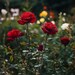 Deep Red Rose Seeds – Heirloom Garden Flowers With Fragrant Blooms - Etsy