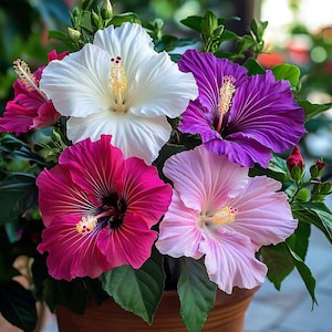 Mixed Hibiscus Syriacus Flower Seeds – Low-Maintenance Perennial for Vibrant Cottage Gardens