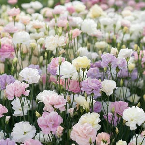 Gemischte Eustoma-Samen - Elegante rosenartige Blüten, langlebige Schnittblumen, perfekt für Sträuße & Gärten