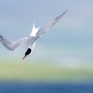 Seabird Table Mats (6) Selection Four