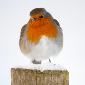 Garden Bird Table Mats (6) Selection Two
