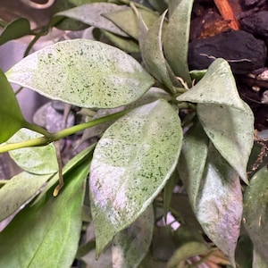 Hoya Lacunosa Mint