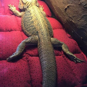 Bearded Dragon Bedding Sets