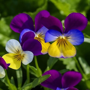 May include: Close-up of vibrant pansy flowers. The petals display a mix of colors, including deep purple, bright yellow, blue, and white. The flowers have intricate patterns and textures, with a blurred green background.