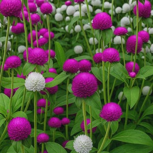 May include: A vibrant field of globe amaranth flowers in full bloom. The image showcases a mix of bright magenta and white spherical flower heads, set against a backdrop of green leaves and stems. The flowers are in various stages of bloom.