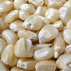 Hickory King White Dent Corn Seeds for Planting, 50 Seeds Pack, Heirloom Field Corn Seeds, Non GMO Garden Corn for Home Growing
