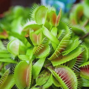 May include: Close-up of a Venus flytrap plant. The plant features bright green, open traps with red and pink interiors and spiky edges. The traps are surrounded by other green leaves, creating a lush, detailed image.