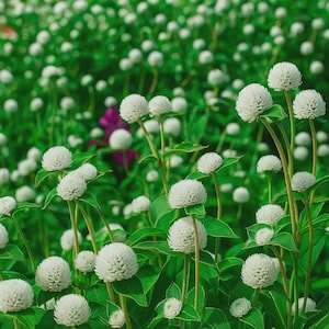 May include: A field of white globe amaranth flowers with green leaves. The flowers are round and fluffy, and the leaves are a deep green. A few purple flowers are visible in the background.