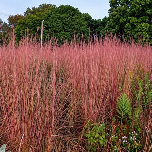 1500 Big Bluestem Grass Seeds for Planting, Ornamental Native Prairie Grass, Drought Tolerant Xeriscape Landscaping Seeds, 4.5g+ Pack