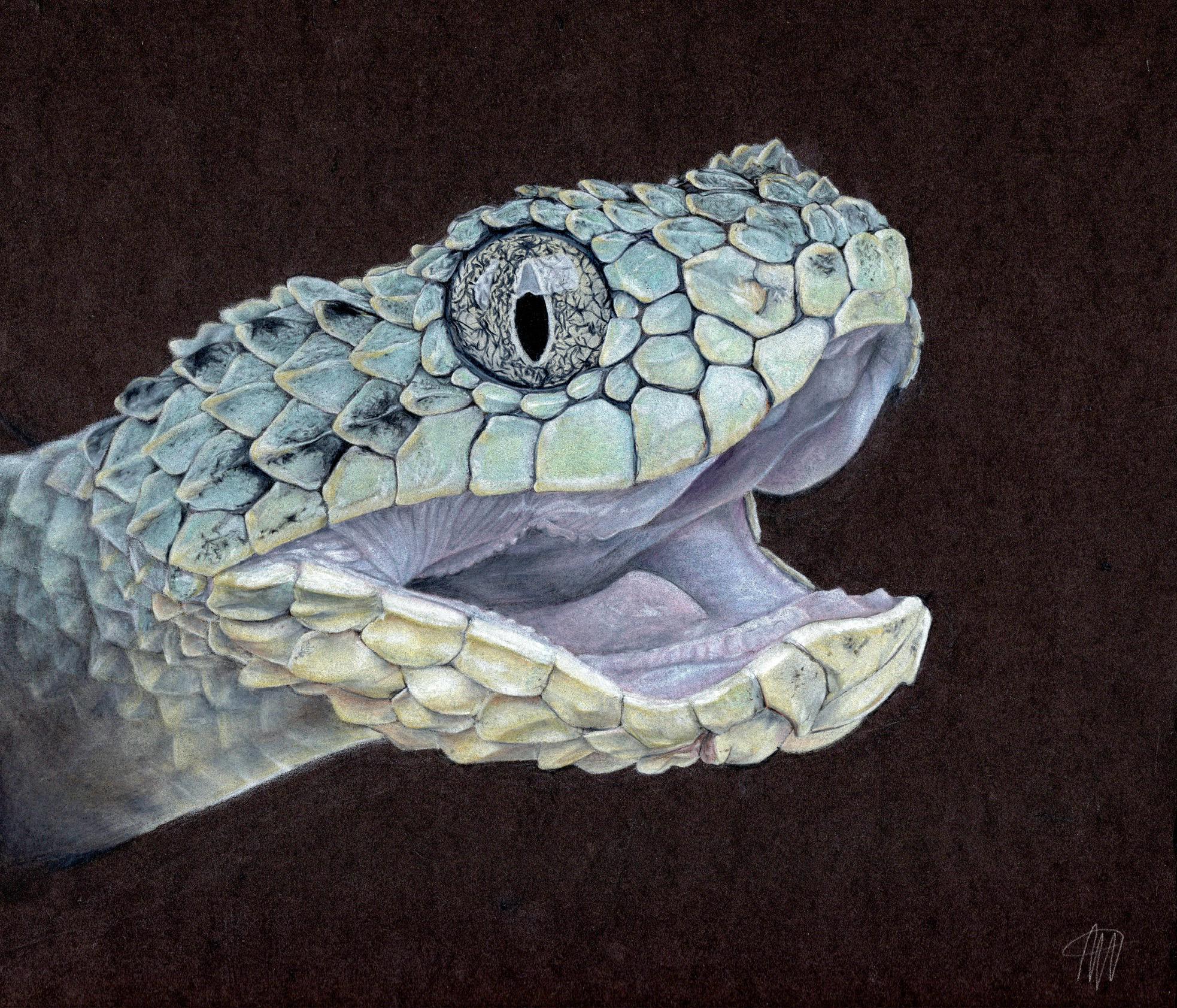 Bush viper - Etsy 日本