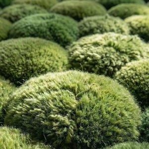 3D Moss Rug – Forest Floor Area Rug – 8x10 Hand Tufted New Zealand Wool Nature Inspired Green Carpet – Arons Rugs